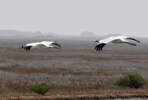 Whooping cranes flying